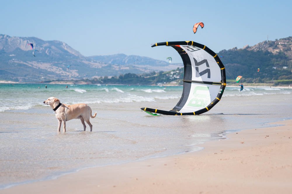 White Lab and Resting Kite in Tarifa, Spain with mountains and kitesurfers on the shoreline